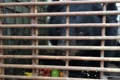 Captive bears stabilise at Tam Dao rescue centre