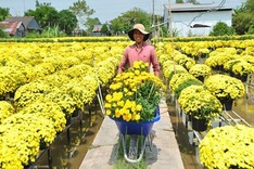 Sa Dec flower village busy preparing for Tet