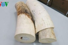 African ivory smugglers foiled in HMC City