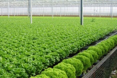 Developing Vietnam’s organic agriculture
