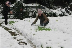 Sa Pa snowfall damages farms