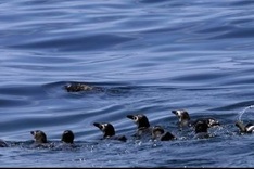 500 penguins found dead on Brazil beaches