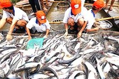 Tra fish exports to EU down by 12.8 percent