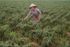 Emerging export market for banana and chili leaves