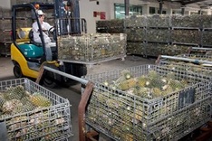 Produce exports expected to top $2b in 2015