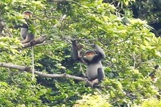 VND100bn project to protect gray-shanked douc langurs started