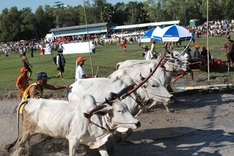 Cow race – Khmer Cultural Festival highlight