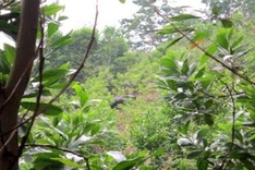 Bull kills one, injuries three in Quang Nam