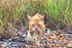 Brigitte Bardot slams Australia's plan to kill 2 million feral cats