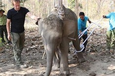 Last elephants dying due to poaching, deforestation