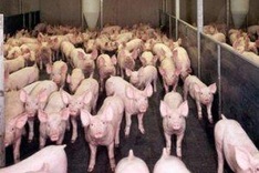 ADB, Vietnam to enhance climate smart agriculture and aid effectiveness