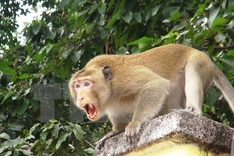 Monkeys destroy Ninh Thuan crops