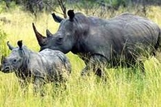 South Africa, Vietnam cooperate in bio-diversity preservation