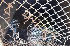 Rare wild animals sharply fall in numbers at Ho Chi Minh City rescue centre