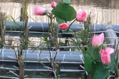 Water plant project initiated to save polluted river