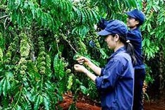 Mondelez International enters Vietnam market