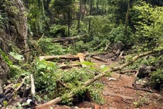 Poor management leads to destruction of forestland