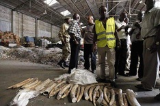 'Record ivory seizures' in 2011