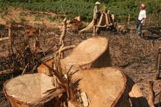 Over 3,000ha of forests lost in 2012, says conference