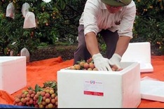 Vietnam lychees head to France