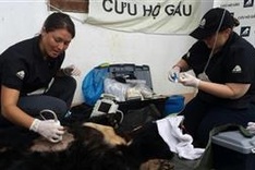 Bear rescued after decade bred as pet