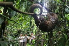 Indonesian pangolin faces extinction due to trafficking: study