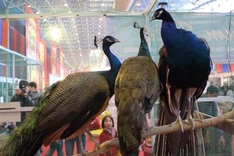 Special king offerings now in Hanoi for Tet