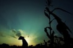 Sunrise silhouettes