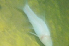 Phong Nha caves home to rare fish species