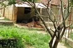 Thanh Hoa authorities at loss at how to deal with illegal tiger farm