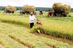 Agricultural investment slows in Vietnam