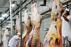 Australia bans cow exports to Vietnam after animal cruelty report