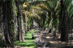 Companies not buying enough 'green' palm oil: WWF