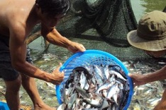 Agencies urged to save catfish growers