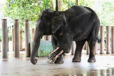 Malaysia elephant sanctuary trumpets effort to cut human-animal conflict