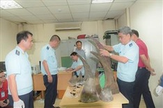 Rhino horn cache seized at Noi Bai Airport