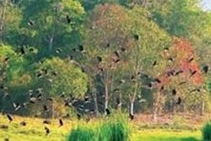 Cat Tien national park develops ecotourism