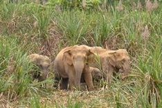 Lack of care leads to elephant rampages