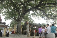 45 species recognised as heritage trees