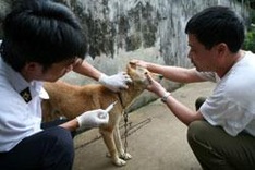 Support needed for veterinarians