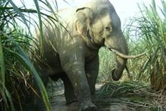 Dong Nai: Elephant reared in semi-wild pregnant for the first time