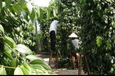 Pepper exports surge