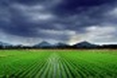 Global warming threatens Asian rice production: study
