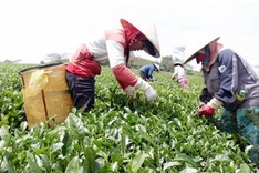 Lam Dong seeks help to save tea sector