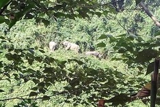 Wild elephants spotted in Quang Nam Province