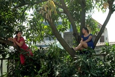 Women climb into a tree to protest its destruction