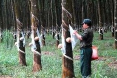 Vietnam leads Cambodian investment in 2011