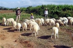 Central regions seek drought-resistant animals