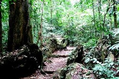 Eight forests suitable for nature enthusiasts in Vietnam