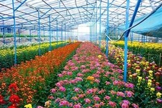 Da Lat farmers plant seeds for upcoming culture festivals